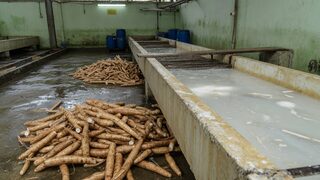 Editorial cassava processing / starch-waste atmosphere. Digital HQ original.
