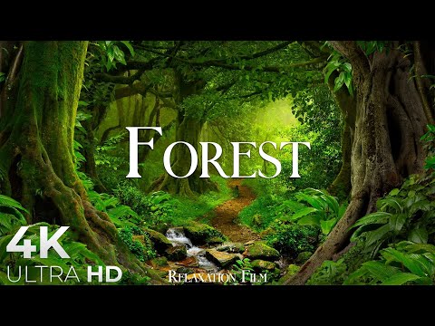 Kurangkan Kehadiran Manusia di Hutan dengan Operasi Pemantauan Berterusan