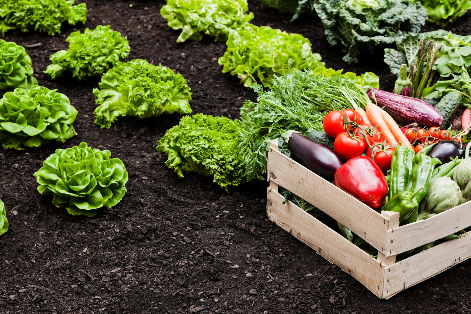 KoAgro Agriculture