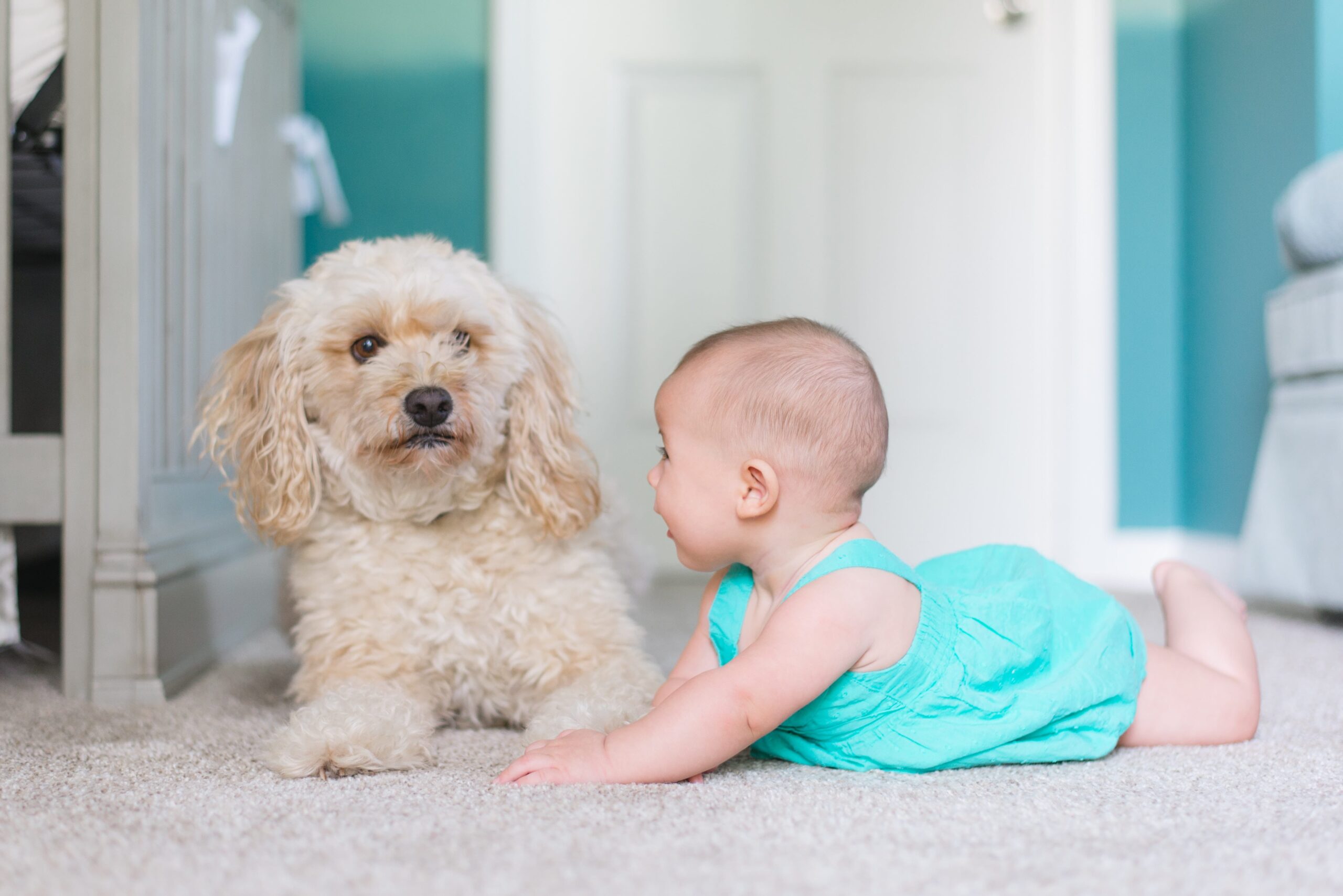 The Story Of The Underdog Floor Cleaner